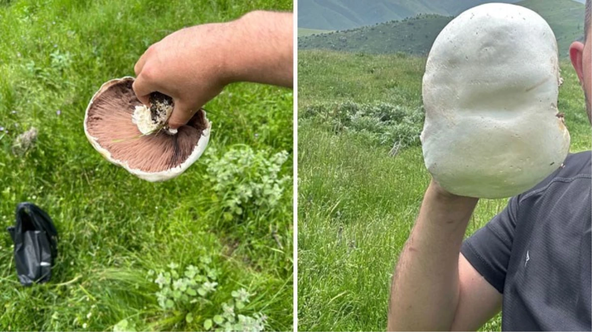 Dev mantarların görüntüsü hayretle karşılandı! Halk toplamak için yaylaya akın ediyor