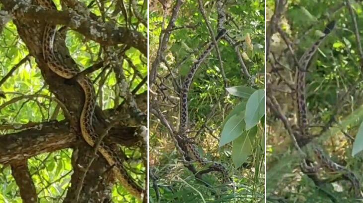 Türkiye’nin en büyüklerinden olan sarı yılan Tunceli’de görüntülendi