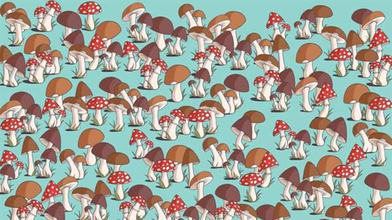 Resimdeki mantarlar arasına gizlenmiş fareyi 6 saniyede fark edebilirseniz dünyanın en keskin gözlerine sahip olursunuz!