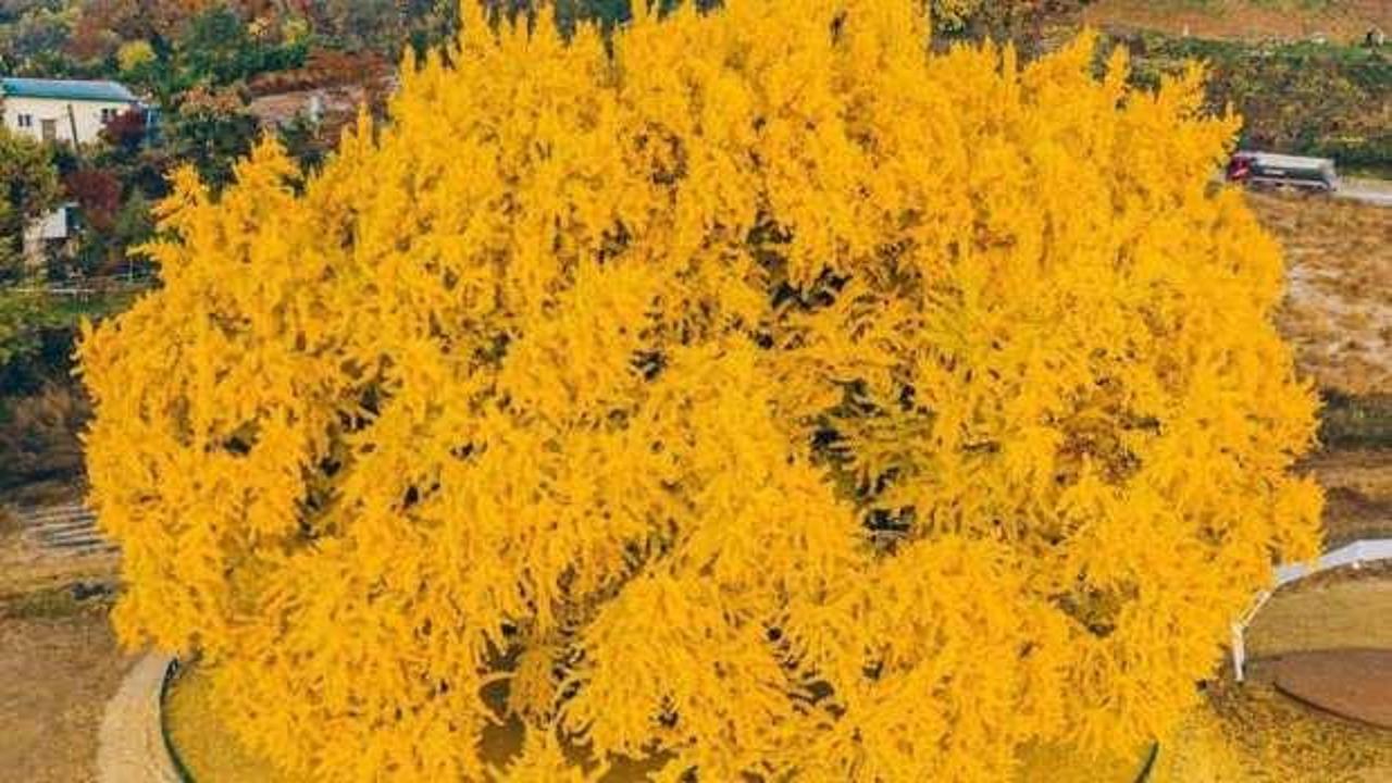 Güney Kore’ye gitmemiz için bir sebep daha: Wonju Bangyeri Ağacı