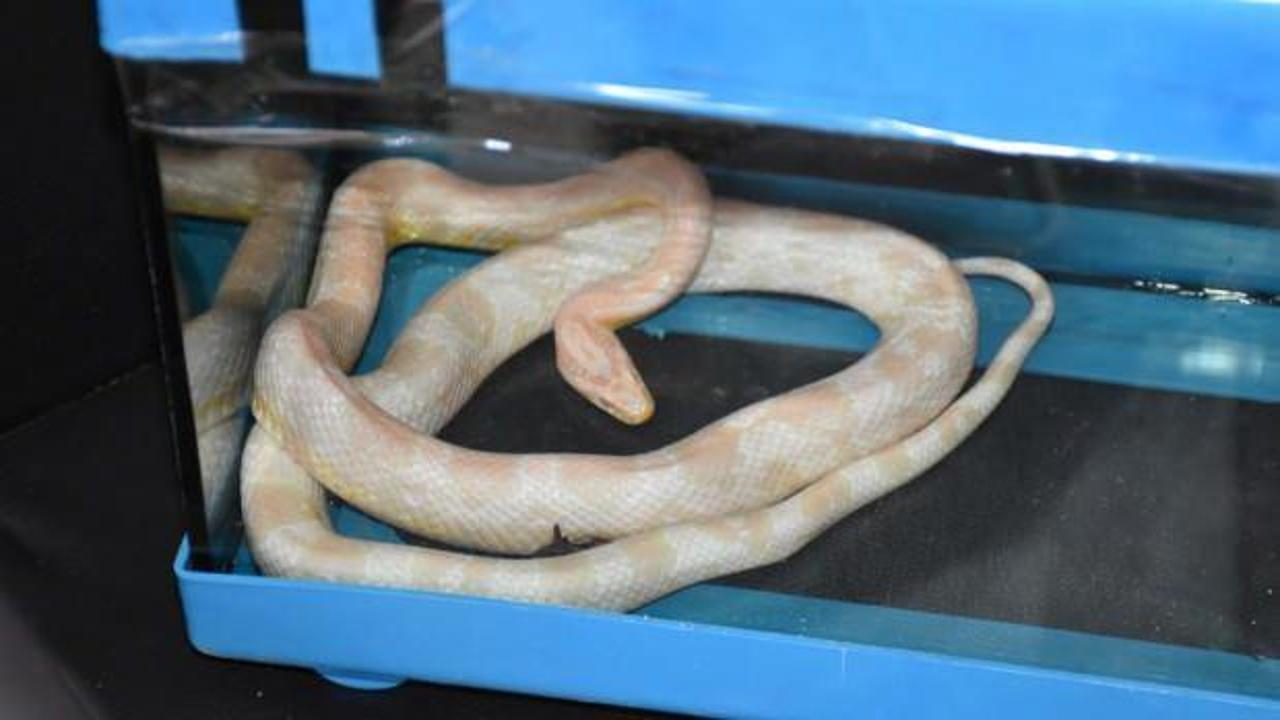 Mısır yılanı ve tarantulayı satmaya çalışırken yakalandı