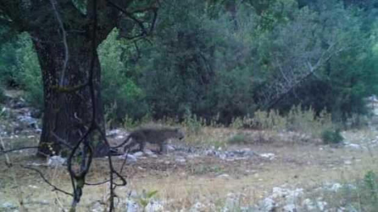 Anadolu Parsı görüntülendi! Bakan Yumaklı paylaştı!