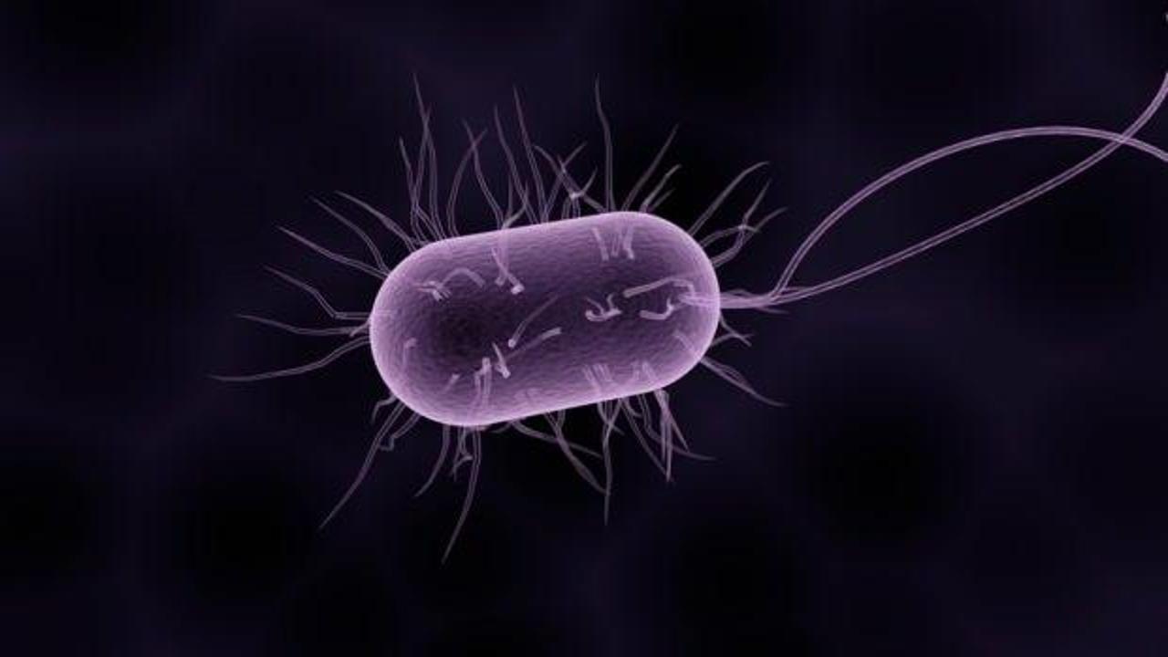 İlk vaka ortaya çıktı: ABD’de vahşi doğada ilk kez ‘vampir virüsler’ keşfedildi!