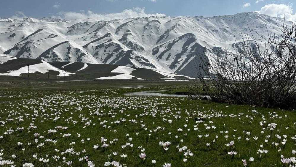 Yüksekova'da kardelen ve çiğdemler çiçek açtı