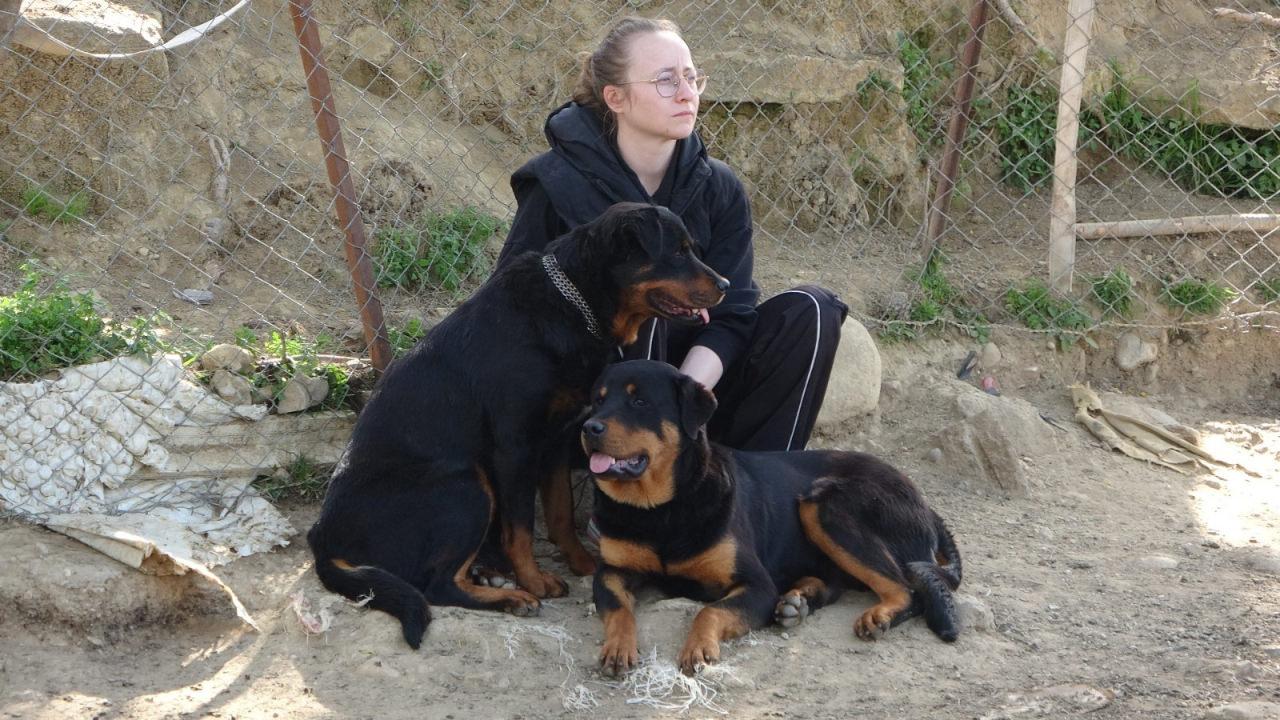 Başıboş köpek terörü devam ediyor! Dün 57 bugün de 30 küçükbaş hayvan telef oldu