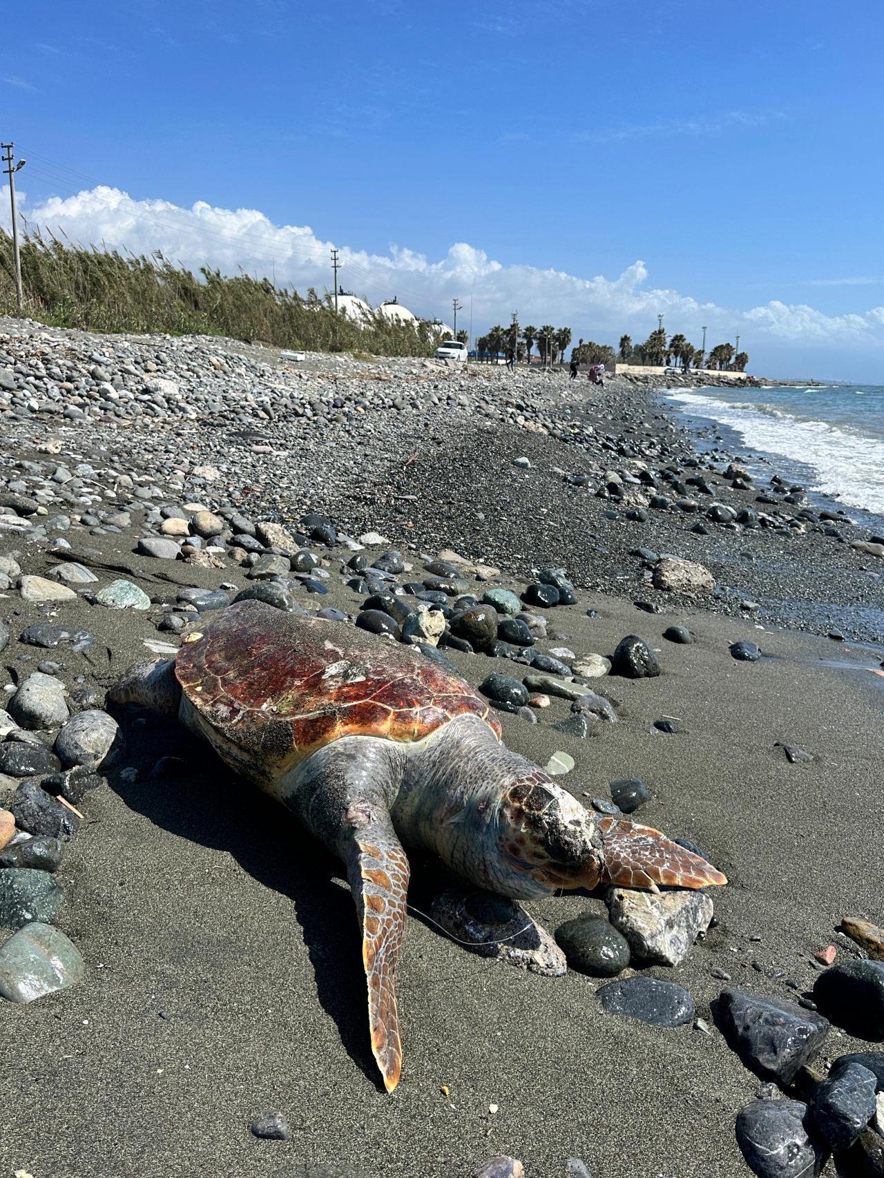 Hatay'da sahilde ölü caretta caretta bulundu