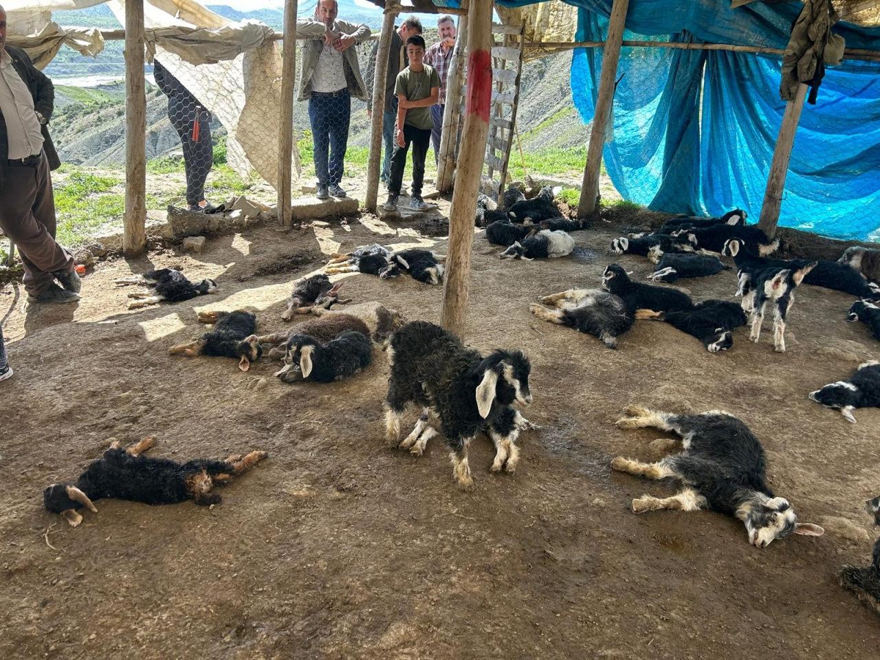 Diyarbakır’da başıboş köpek terörü! 45 oğlak telef oldu