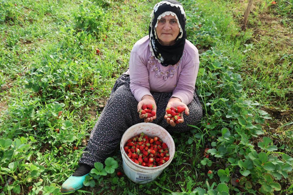 Elazığ’da örtü altı çilekte ilk hasat