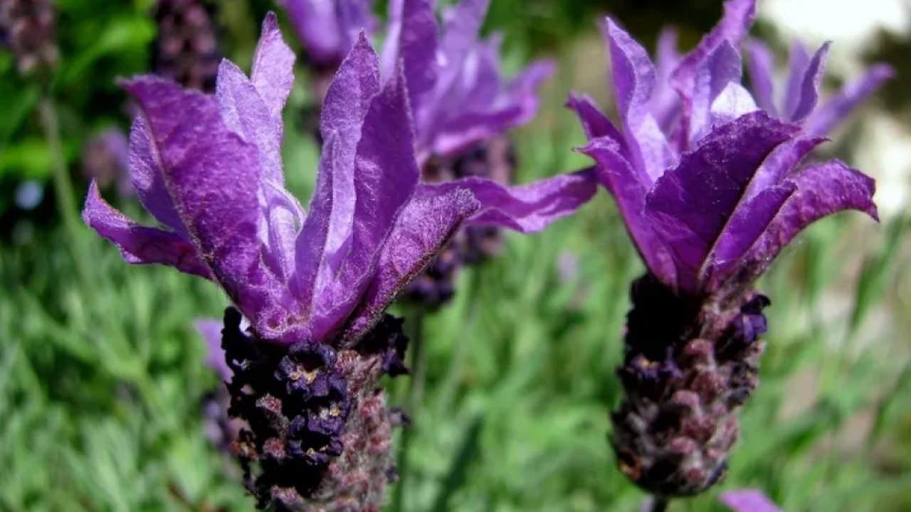 Karabaş otu nasıl kullanılır, faydaları nelerdir? Karabaş otu çayı nasıl demlenir?