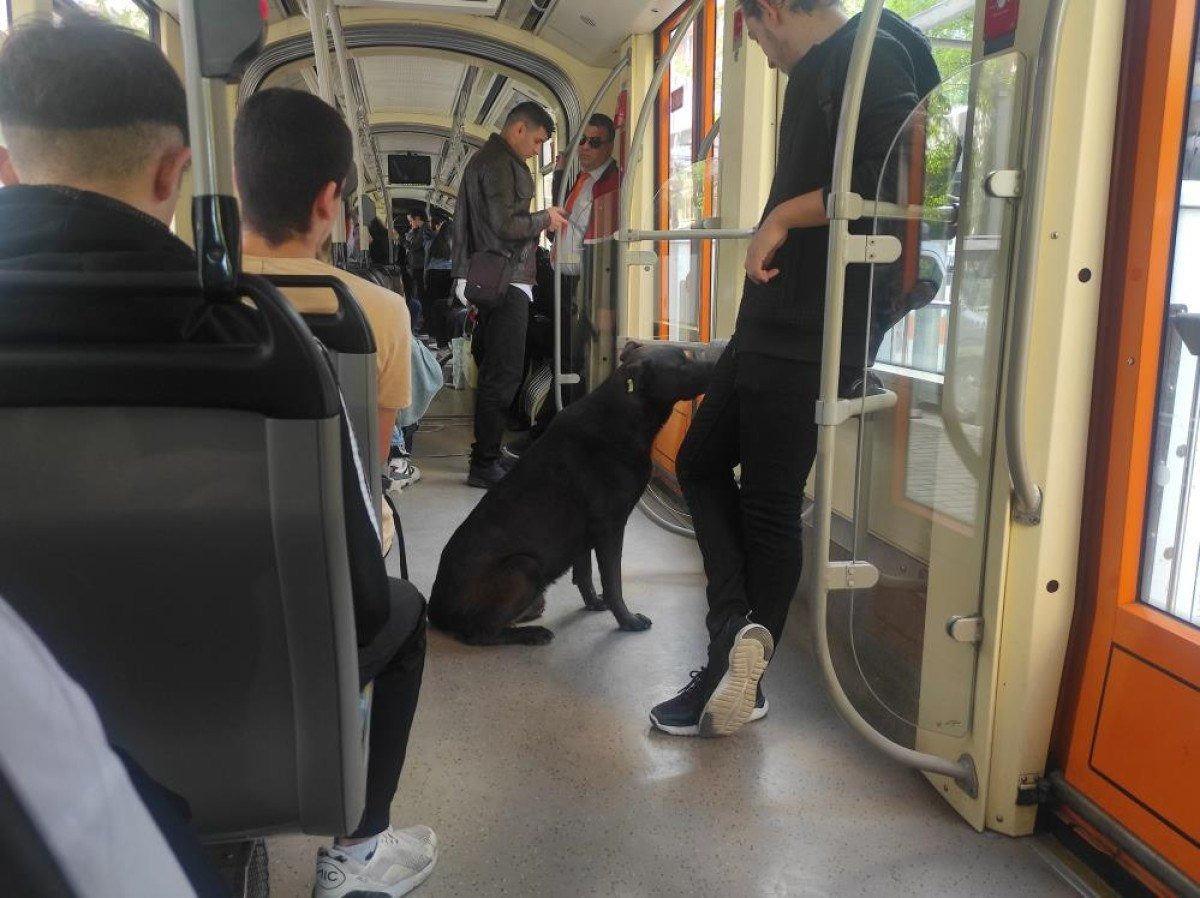 Eskişehir'de başıboş köpek tramvaya yolculuk yaptı