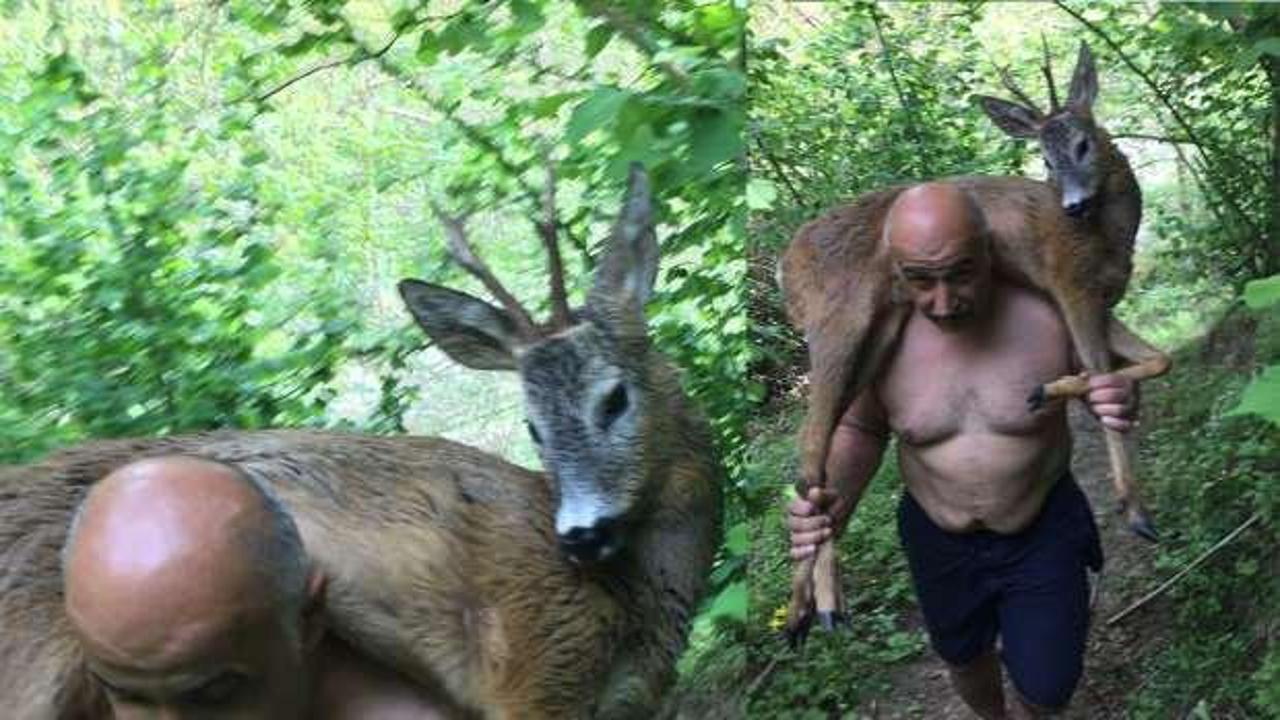 Derede yaralı halde bulunan geyik omuzda taşındı