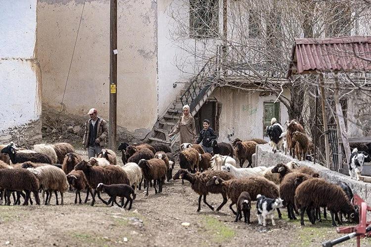 Gurbetten köyüne dönen kadın devlet desteğiyle sürü sahibi oldu