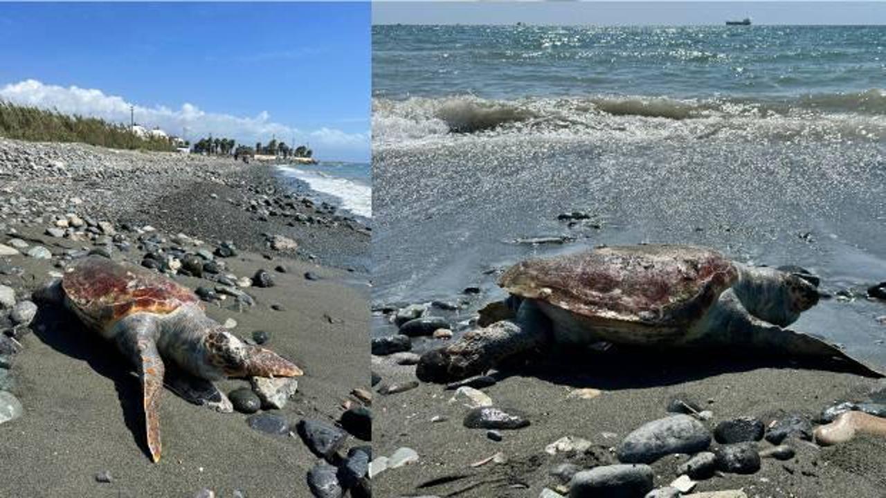Hatay’da sahilde ölü caretta caretta bulundu
