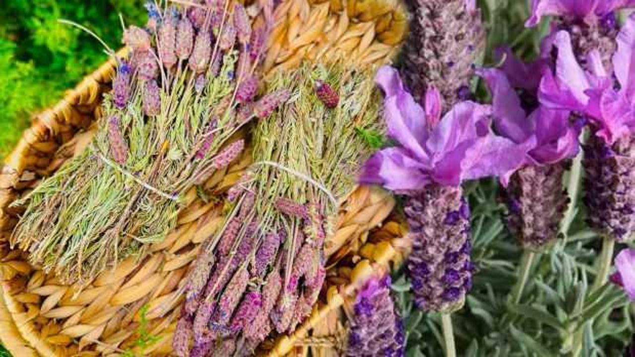 Karabaş otu nasıl kullanılır, faydaları nelerdir? Karabaş otu çayı nasıl demlenir?