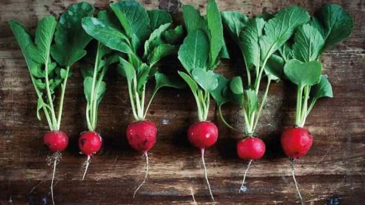 Kırmızı, siyah ve beyaz turpun faydaları nelerdir? Kırmızı turp hangi hastalıklara iyi gelir?