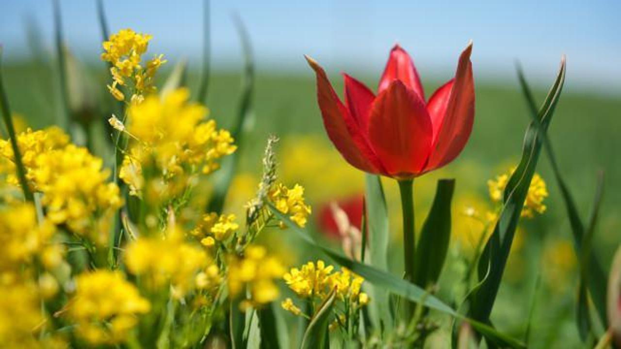 Koparan yandı! Cezası çok büyük