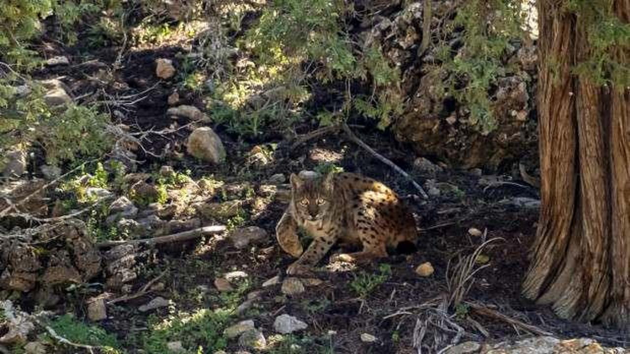Nesli tükenmekte olan “Anadolu vaşağı” Antalya’da görüntülendi