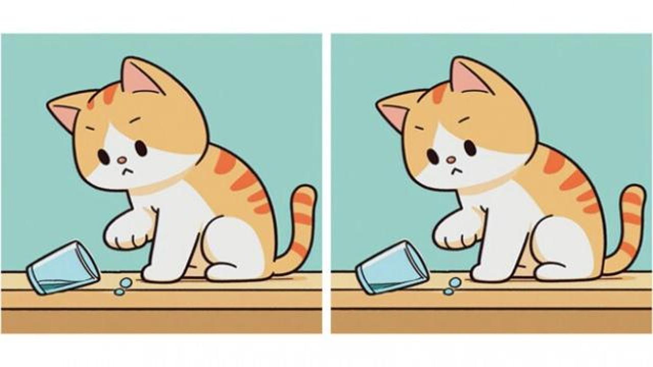 Su dolu bardakla oynayan kediye ait iki resim arasındaki farkları sadece gözlem ustaları bulabilir!