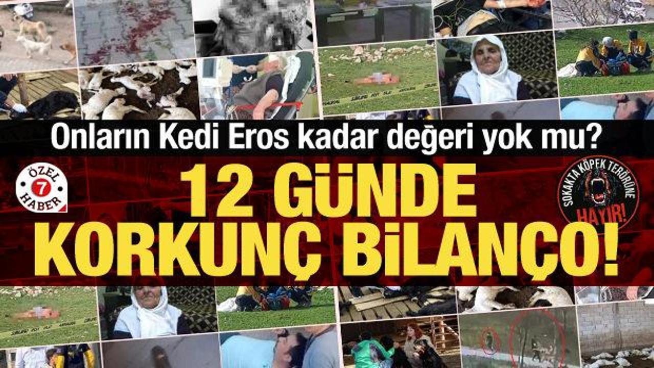 Vatandaşların Kedi Eros kadar değeri yok mu? 12 günde korkunç bilanço!