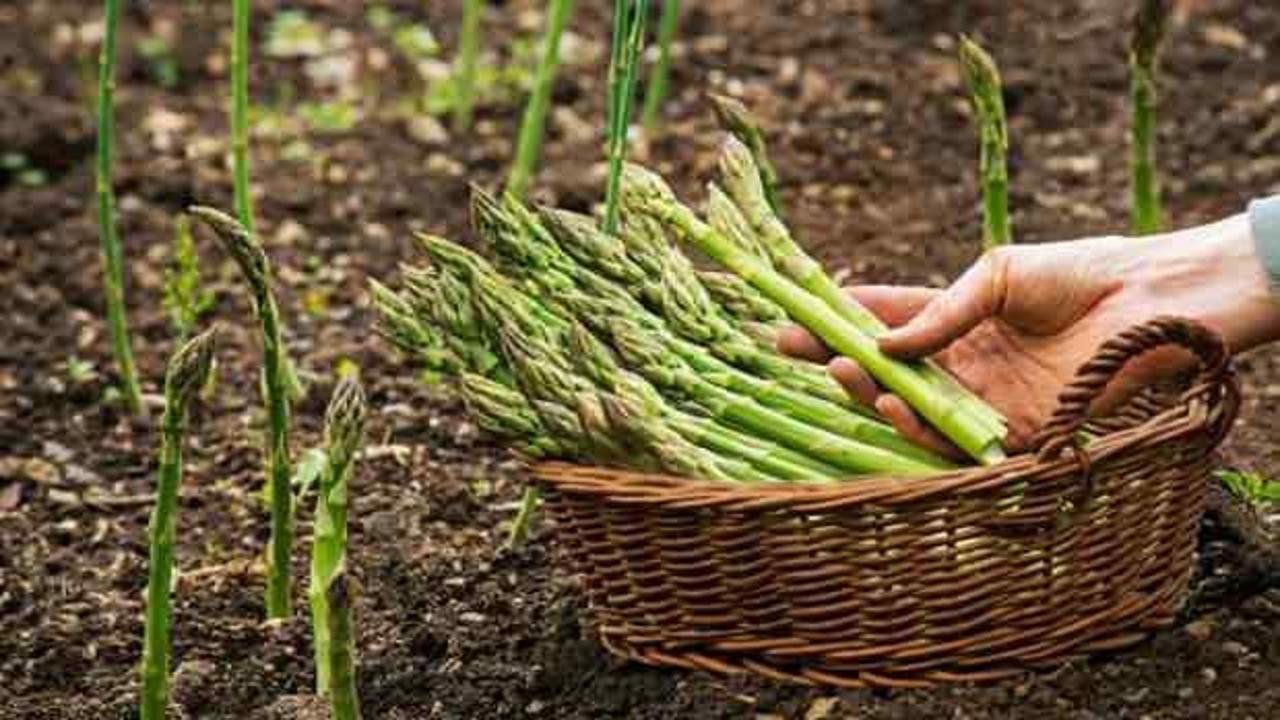 Yabani kuşkonmaz ve beyaz kuşkonmaz faydaları: Kuşkonmaz hangi hastalığa iyi gelir?