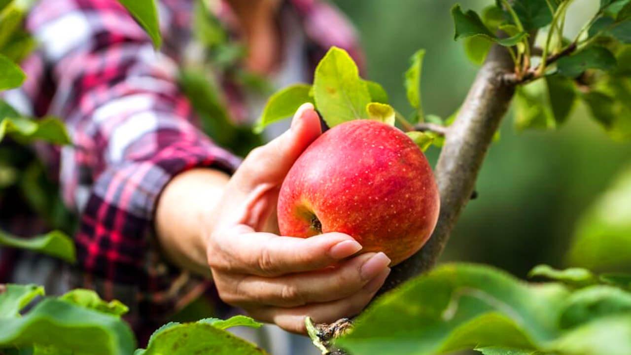 Yeşil elma mı kırmızı elma mı daha faydalı? Yeşil elma kilo verdirir mi?