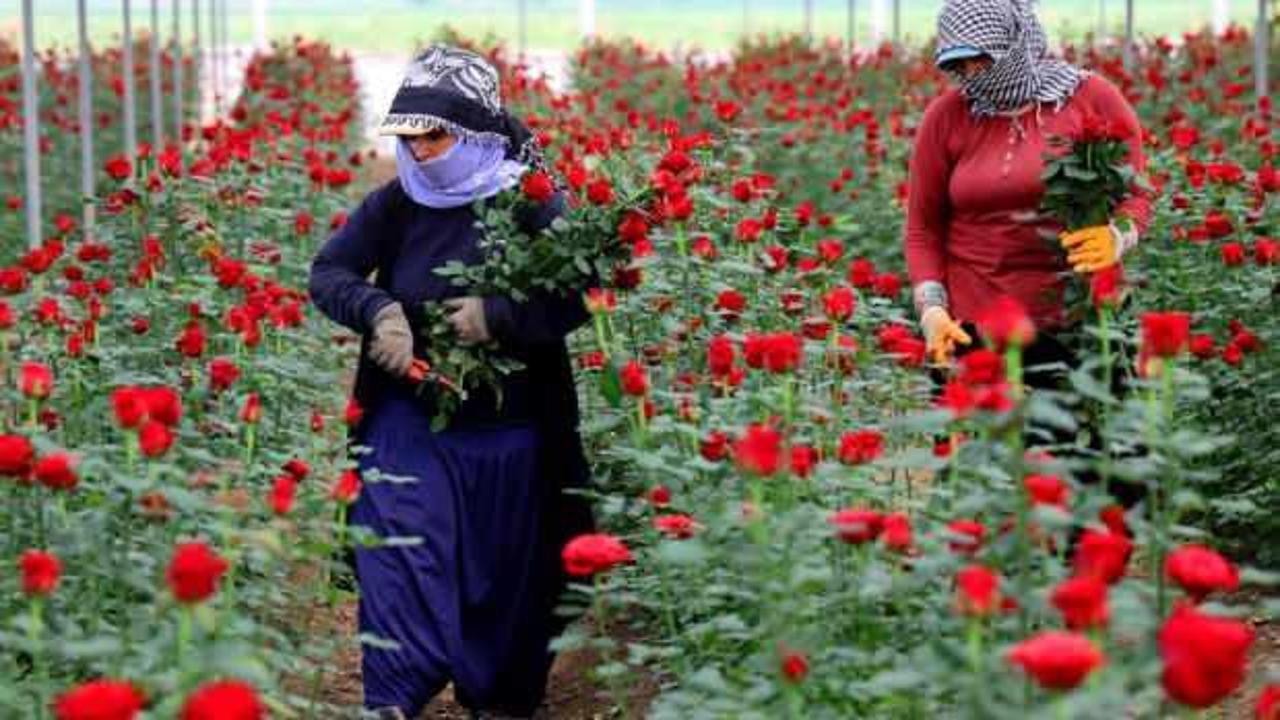 Anneler Günü öncesi gül fiyatları dibi gördü: Tanesi 3 lira