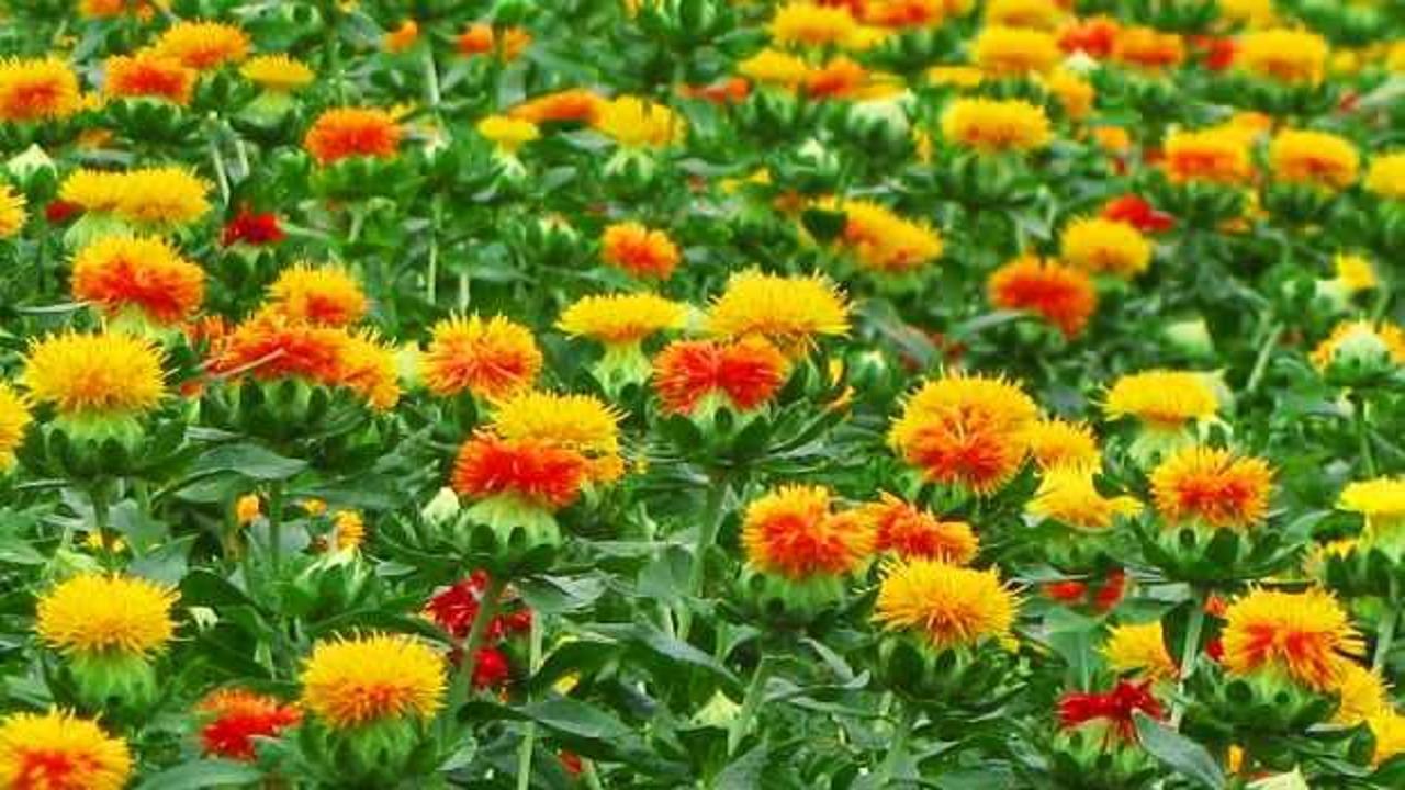 Aspir çiçeği çayı faydaları nelerdir, nasıl yapılır? Aspir bitkisi kullanım alanları!