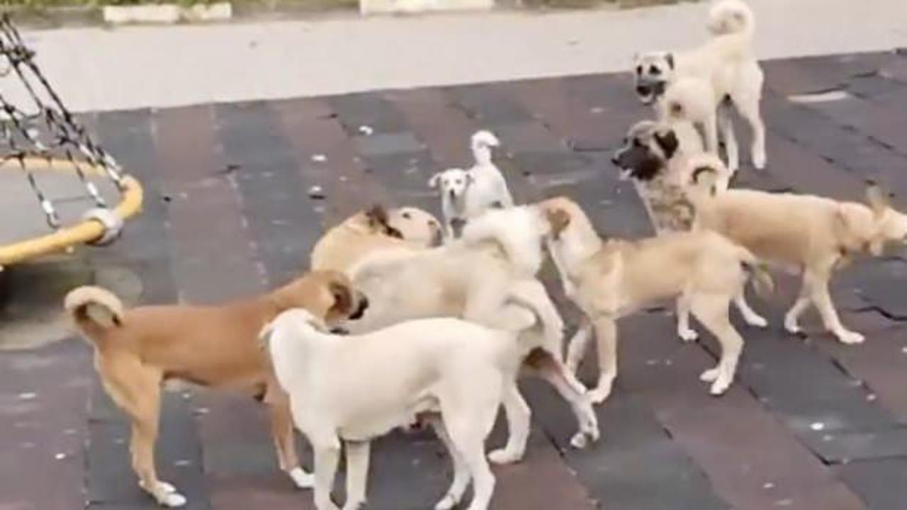 Başıboş köpekler korku saçıyor! Anne, çocuklarıyla parka sığındı