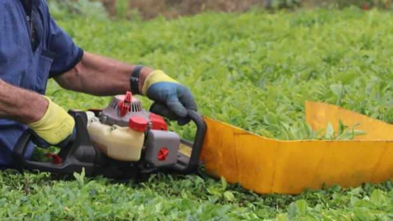 Benzinli çay toplama makinesi ile çay toplamak bu yıl da yasak