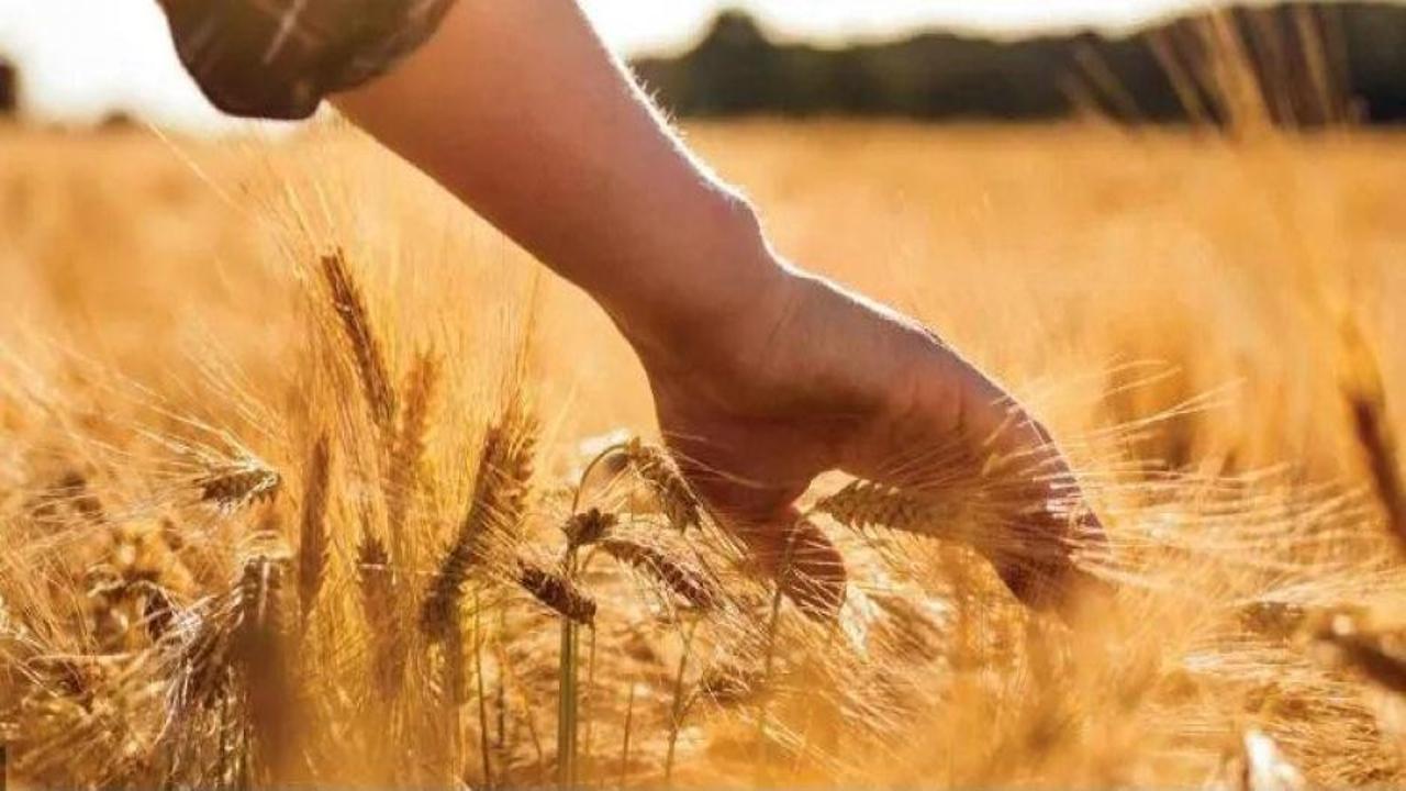 Çiftçilere bugün 445 milyon lira tarımsal destekleme ödemesi yapılacak