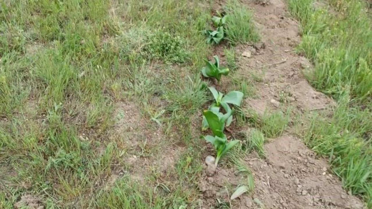 Dev soğan bitkisini toplayan 2 kişiye 744 bin lira ceza