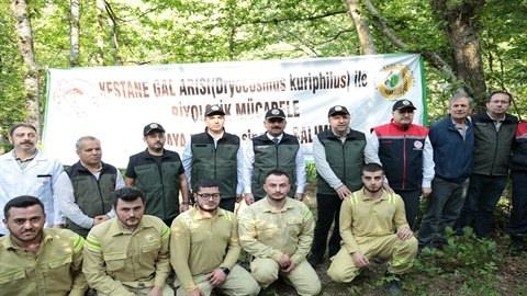 Zonguldak’ta kestane ağaçlarını korusun diye 600 yırtıcı böcek doğaya salındı
