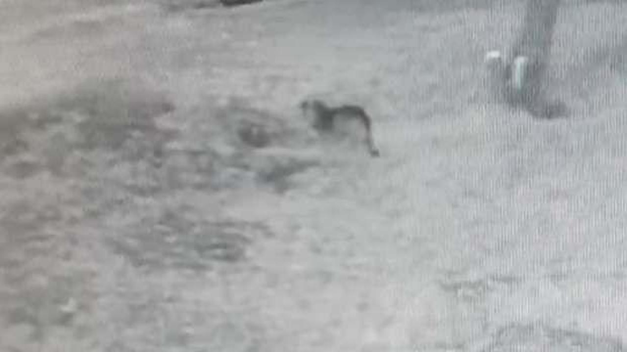 Köye inen kurt, köstebeği böyle avladı