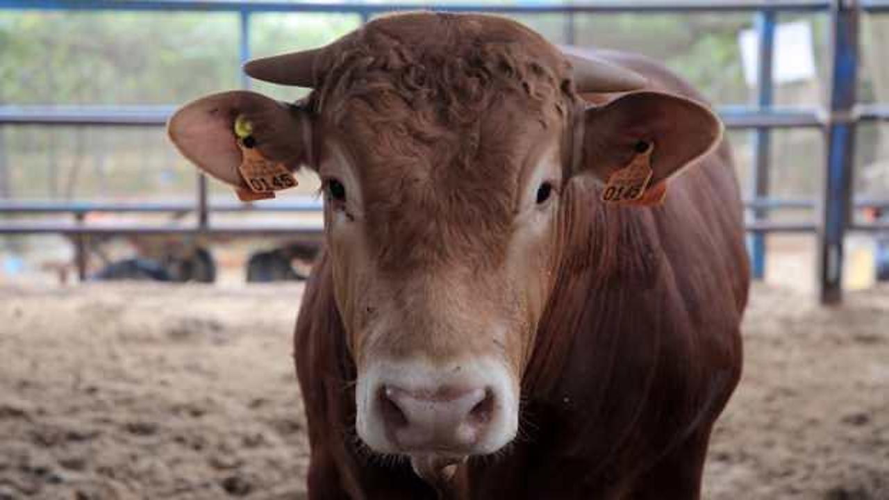 Kurban kesimi tebliği yayımlandı! Bu tarihe dikkat