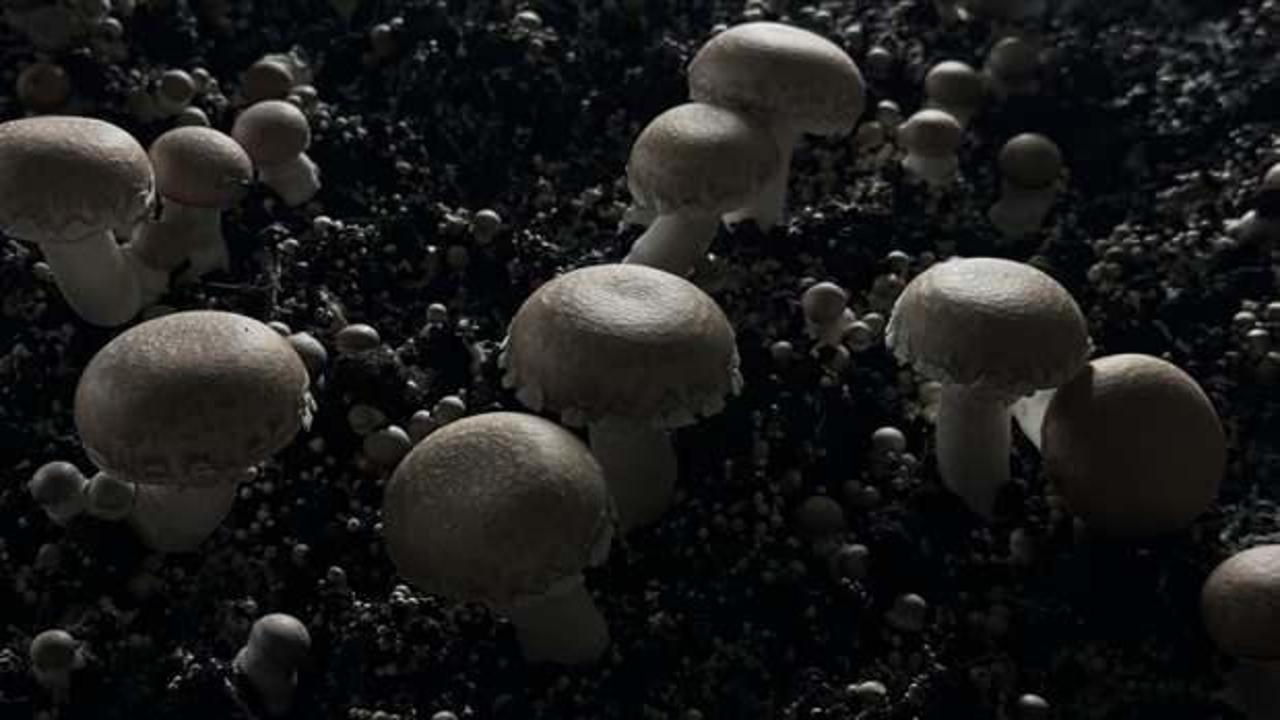 Mersin’de devlet desteğiyle kurulan tesiste ayda 60 ton mantar yetiştiriliyor