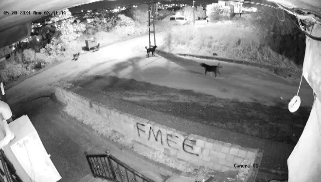 İstanbul’da sokak köpekleri kediyi parçaladı