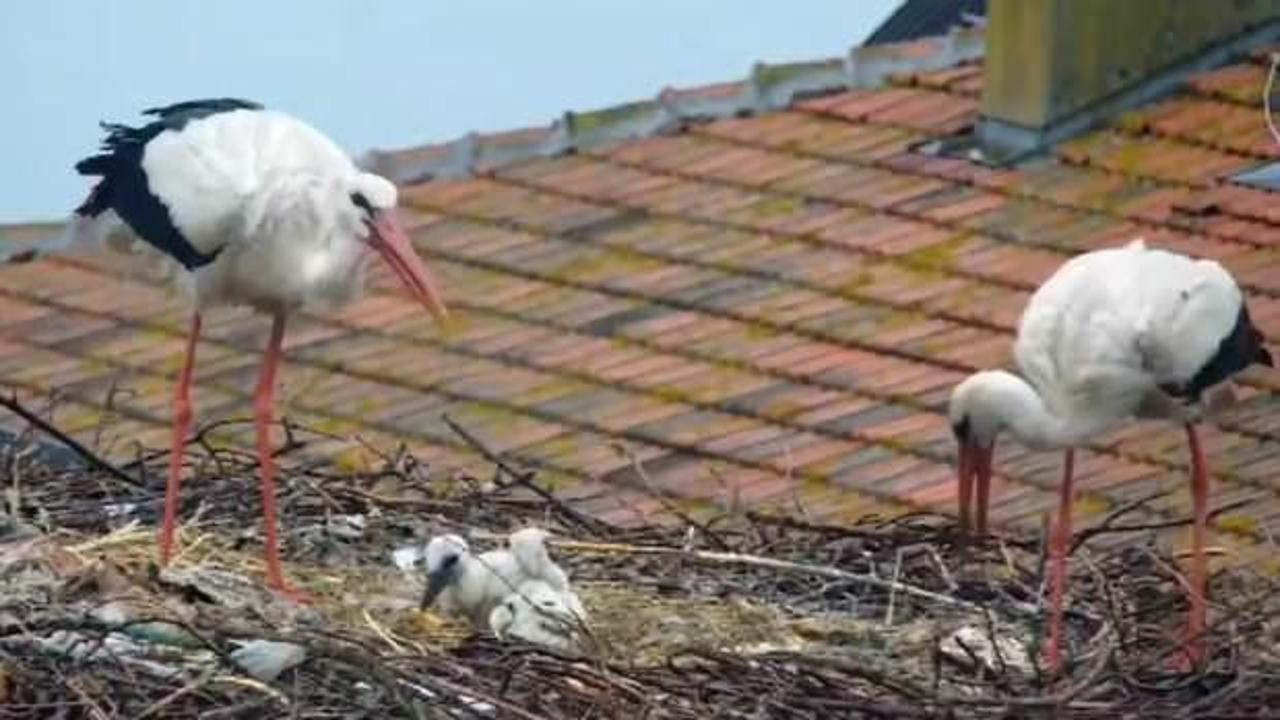 Yaren leylekten üzen haber! 2 yavrusunu kaybetti