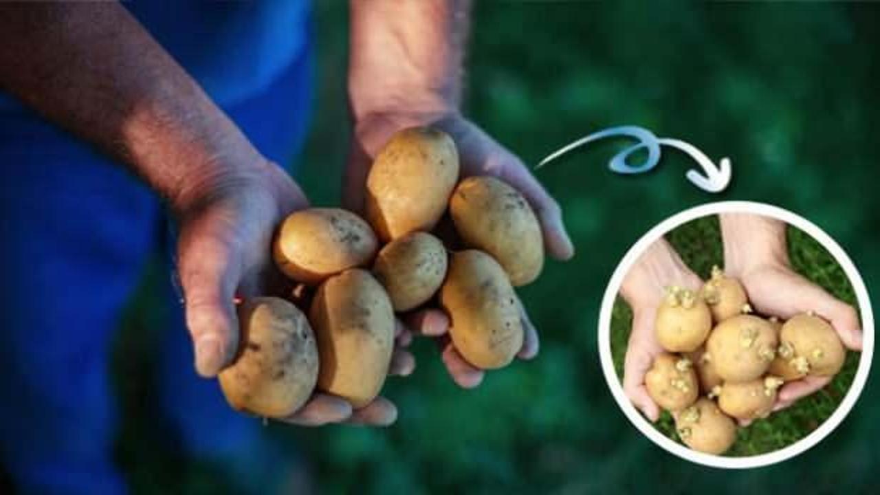 Yeşillenme ve filizlenme derdi yok! Patates nasıl saklanır?