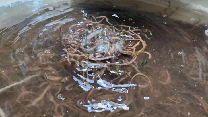 Çanakkale Ayvacık’ta Deniz Solucanı Üretim Tesisi: Yıllık 35 Ton Kapasiteyle Sektöre Örnek Oluyor