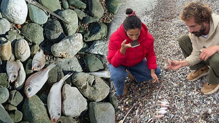 Datça Burgaz Sahilinde Ölü Balıklar Kıyıya Vurdu: İlk Bulgular Açıklandı